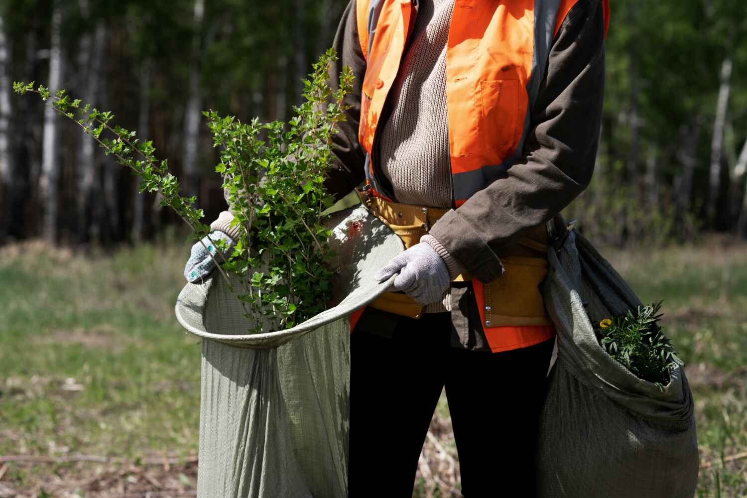 The Steps Involved in Our Tree Care Process in Seymour, MO